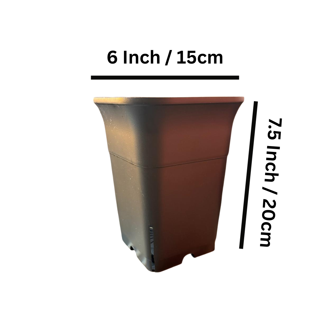6 Inch Square Tall Plastic Pot for Succulents, Cactus & Indoor Plants