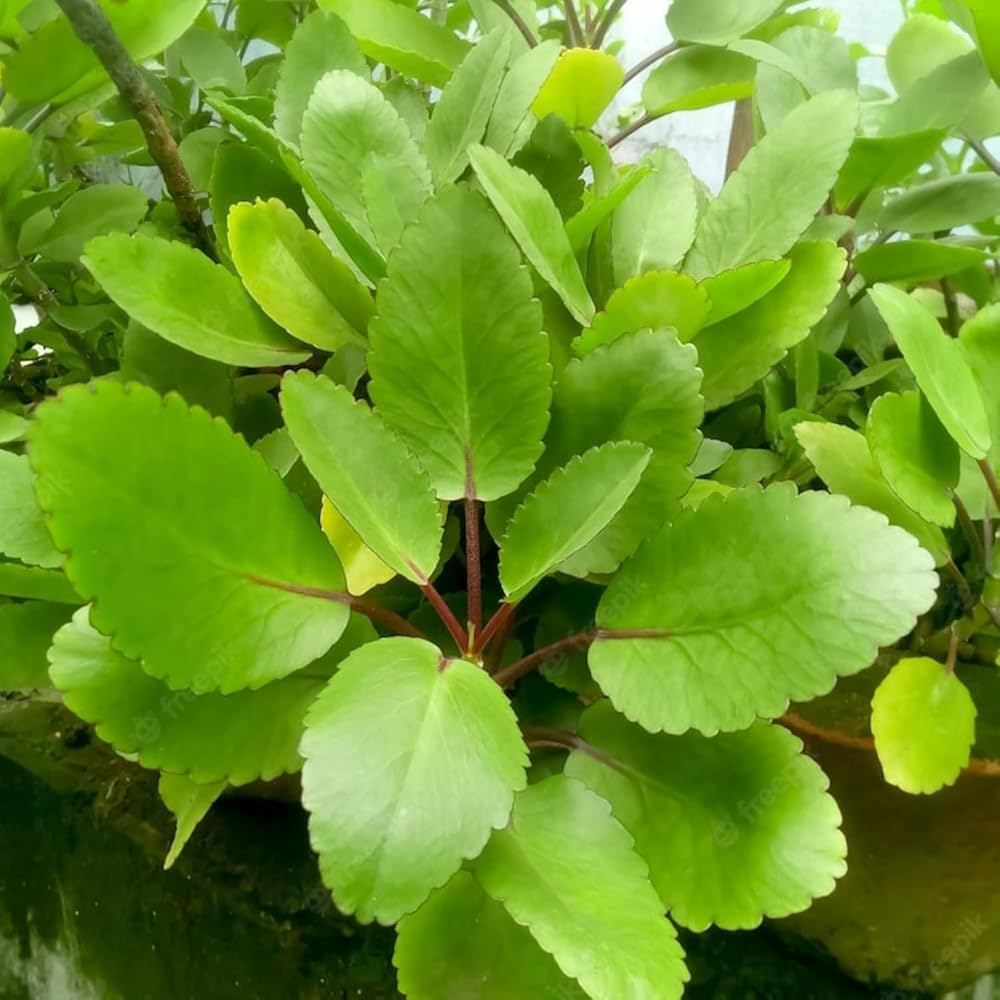 Ranakalli (ரணகள்ளி) or Malaikalli (மலைக்கள்ளி) Ayurvedic Medicinal Plant Kalanchoe Pinnata Plant For Home Garden