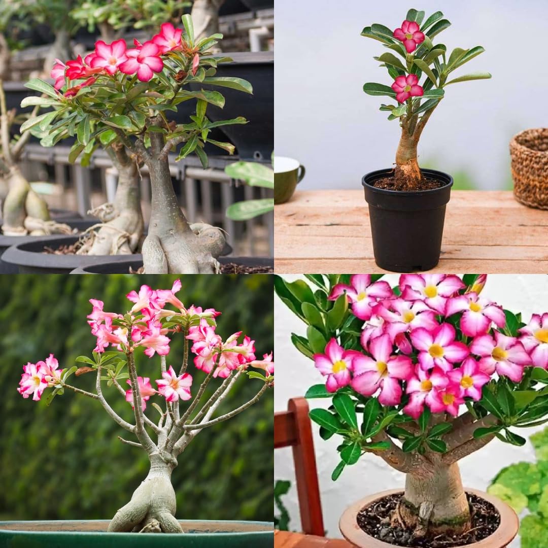 Adenium Arabicum Desert Rose + 6 Inch Tall Pot Combo | Flowering Succulent Grower Pack