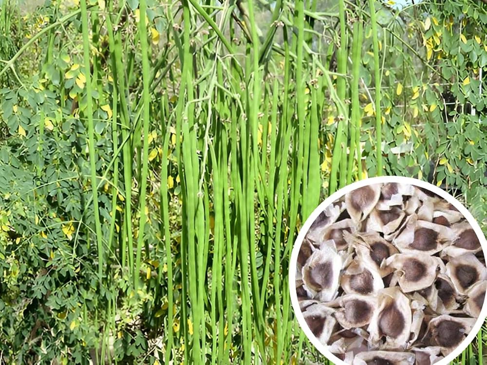 Drumstick Moringa Tree Kitchen/Home Garden Seeds सहजन / ನುಗ್ಗೆಕಾಯಿ / మునగకాయ / முருங்கை / മുരിങ്ങ