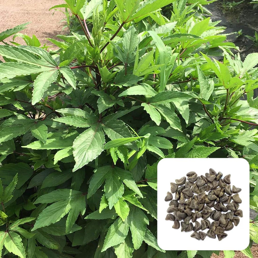 Pulicha Keerai Gongura Kitchen/Home Garden Seeds புளிச்சை கீரை / గోంగుర / ಗಂಜರಿ / अम्ली / पुलिच्च കീര
