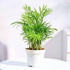 Bamboo Palm indoor plant in pot, alternate view