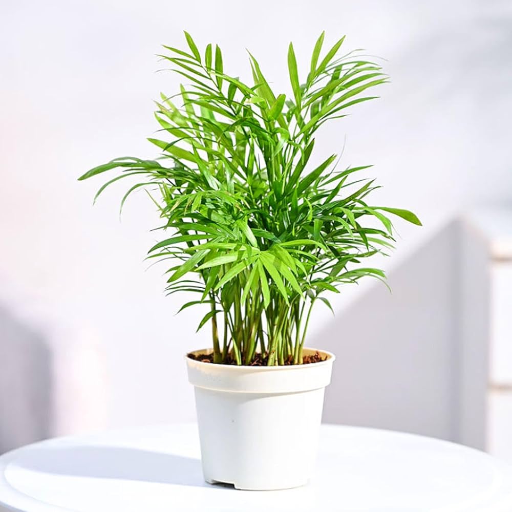 Bamboo Palm — mature plant in nursery pot