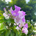 Garlic Vine (Mansoa alliacea) – Live Flowering Creeper