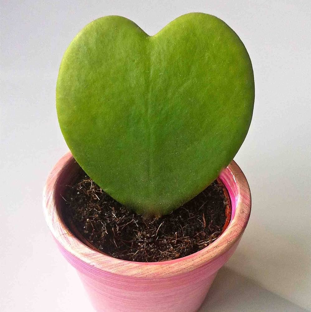 Hoya Kerrii — heart-shaped sweetheart hoya cutting