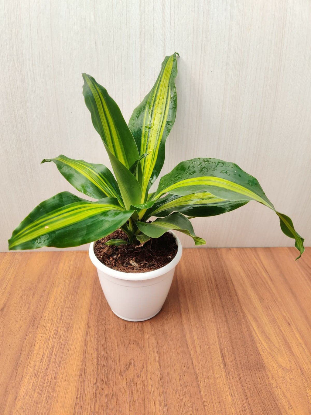 Dracaena Darasingh – Live Indoor Foliage Plant
