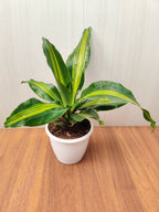 Dracaena Darasingh live indoor foliage plant