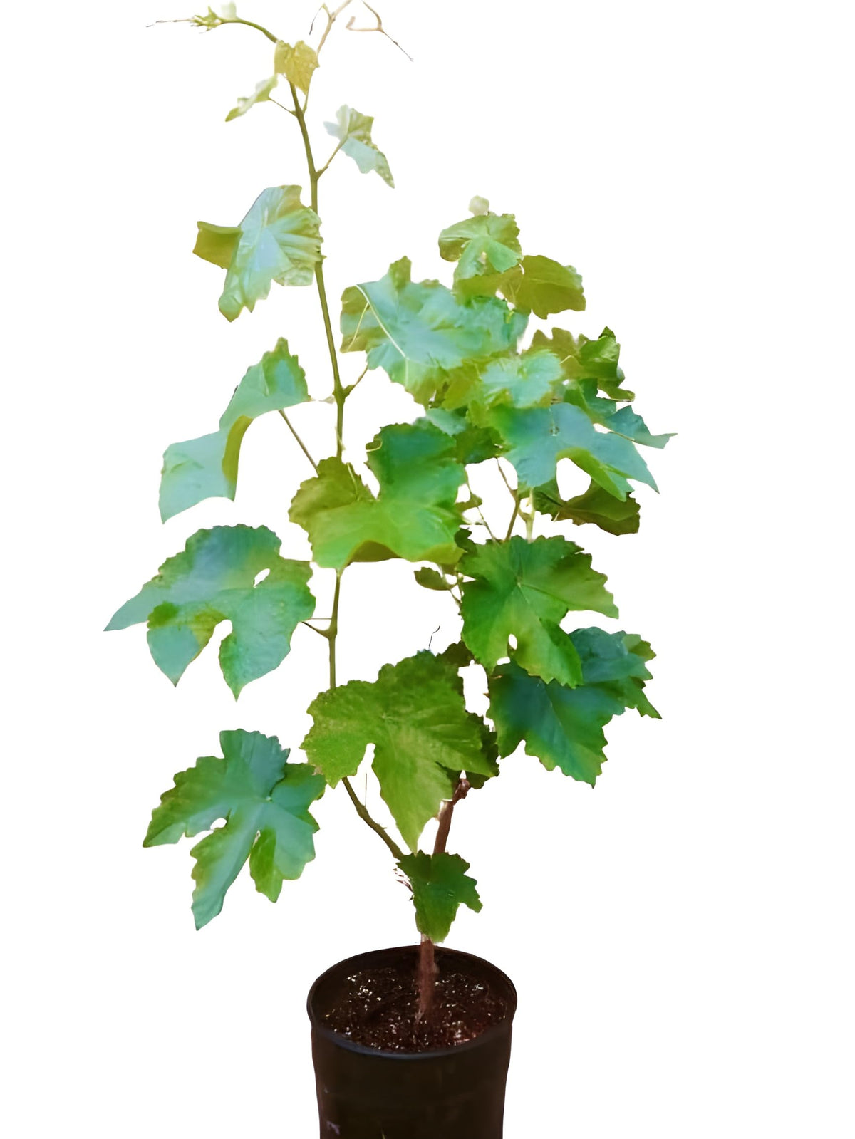 Panner Grapes Plant – Live Fruit Vine