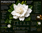Live flowering plant included in the Jathi Mali, Koda Mali and Parijatham combo
