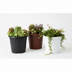 8 inch plastic pots with plants growing in them