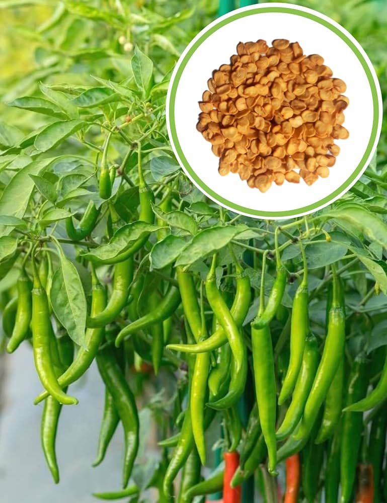 Green Chilli Home/kitchen garden vegetable Seeds