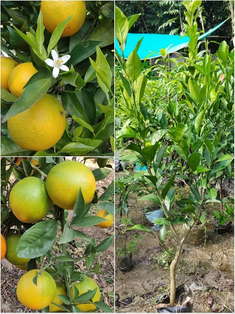 Mosambi Sweet Lime Plant – Live Citrus Fruit Healthy Live Grafted fruiting stage Plant(4feet)