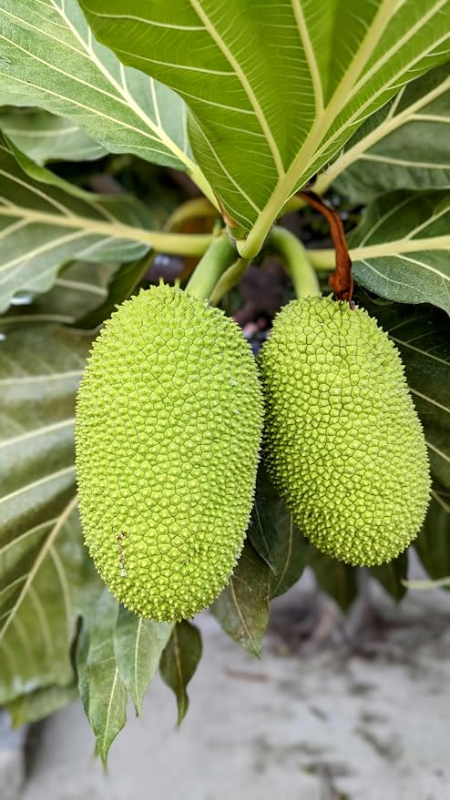 Vietnam Super Early Jackfruit Plant – Live Fruit Tree