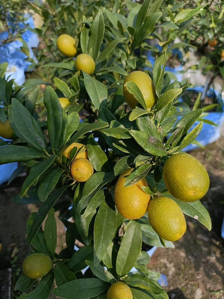 Sweet Lemon / Kumquat Lemon  Live Fruit Plant