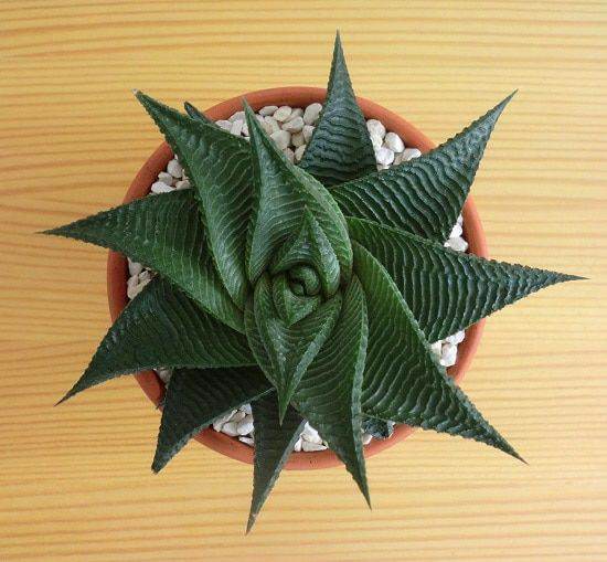 Haworthia Succulent + 3.5 Inch Square Pot Combo | Desk Plant &amp; Gift Kit India