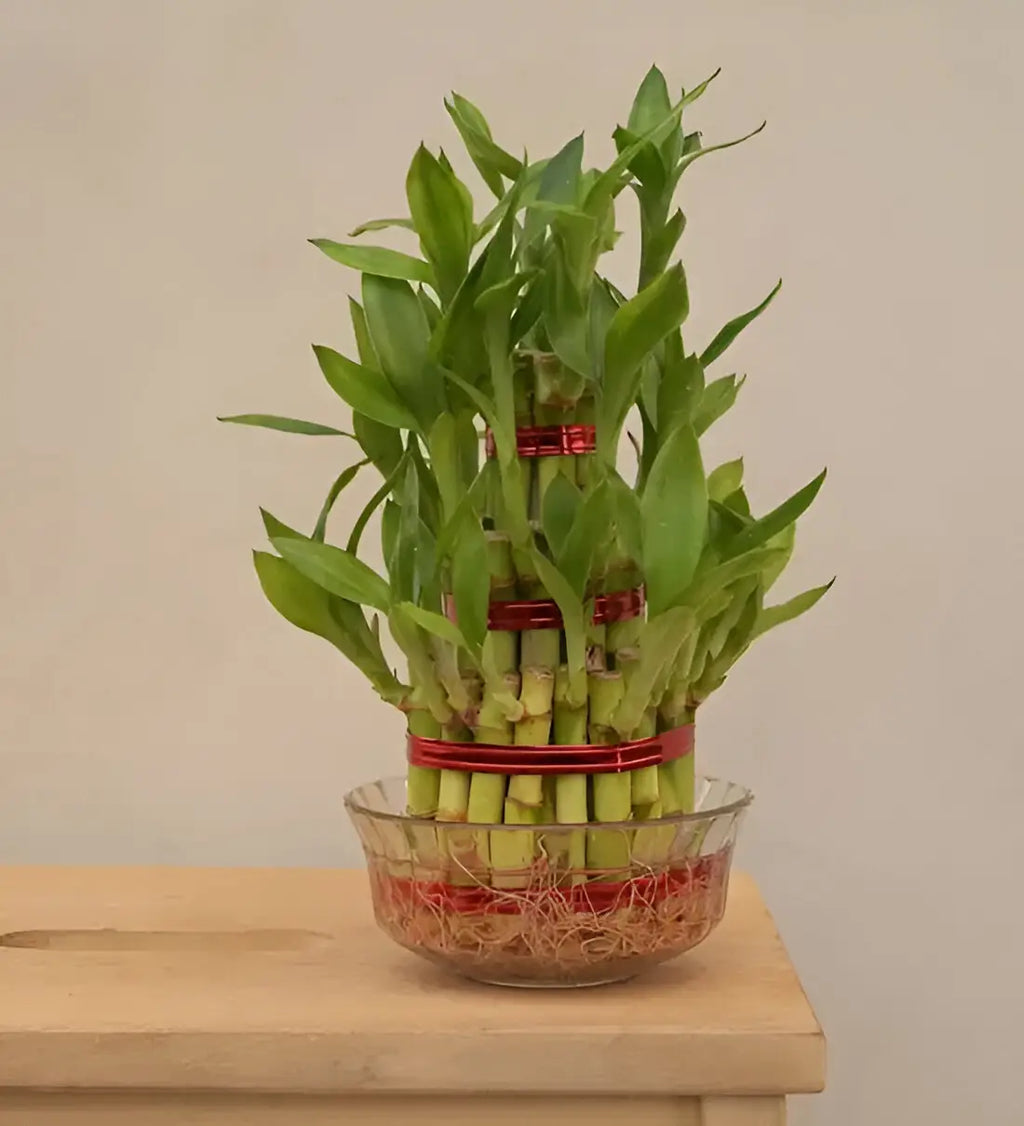 Lucky Bamboo 3 Layer-Lucky Vastu Plant