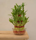 Lucky Bamboo 3 Layer-Lucky Vastu Plant
