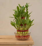 Lucky bamboo 3 layer live plant