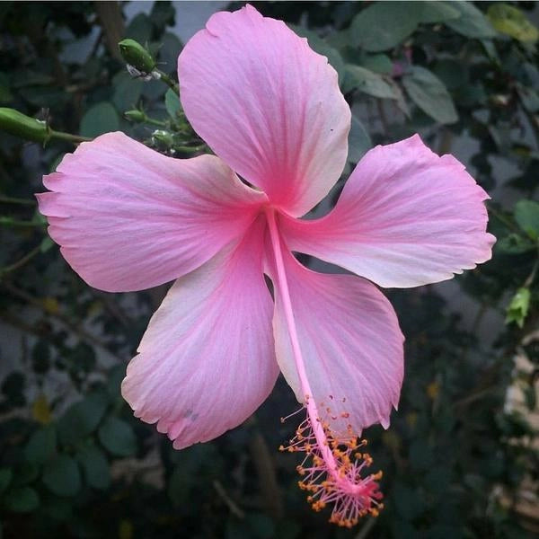 Hibiscus Mix Pack – 5 Plants (Pink, Red & Cream Varieties)