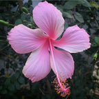 Hibiscus flowering plant – Hibiscus Mix Pack of 5 plants, Dream Nursery