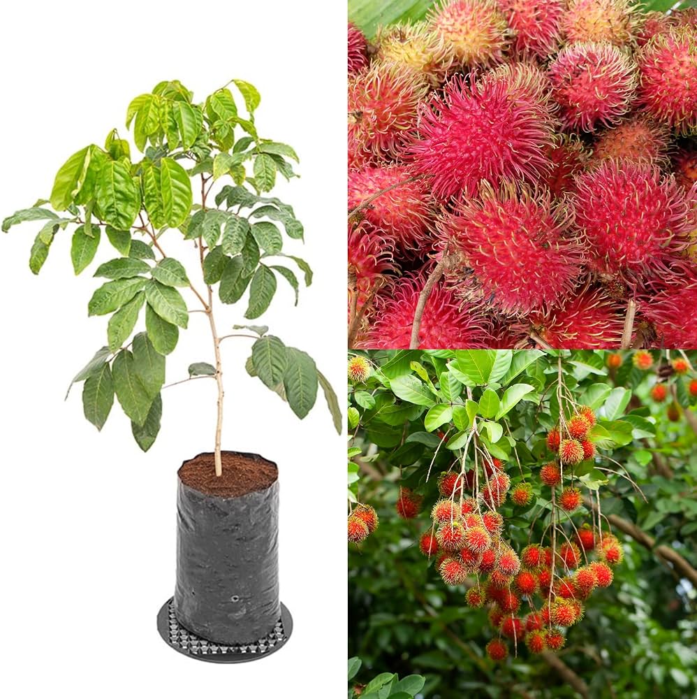 Rambutan Fruit Plant Healthy Rare Fruit Live Plant " Rambutan N-18