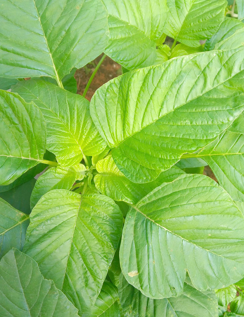 Thandu Keerai Kitchen/Home Garden Seeds தண்டு கீரை / ದೆಂಡು ಕೀರೆ / తంటు కూర / लाल चौलाई / തണ്ടു ചീര