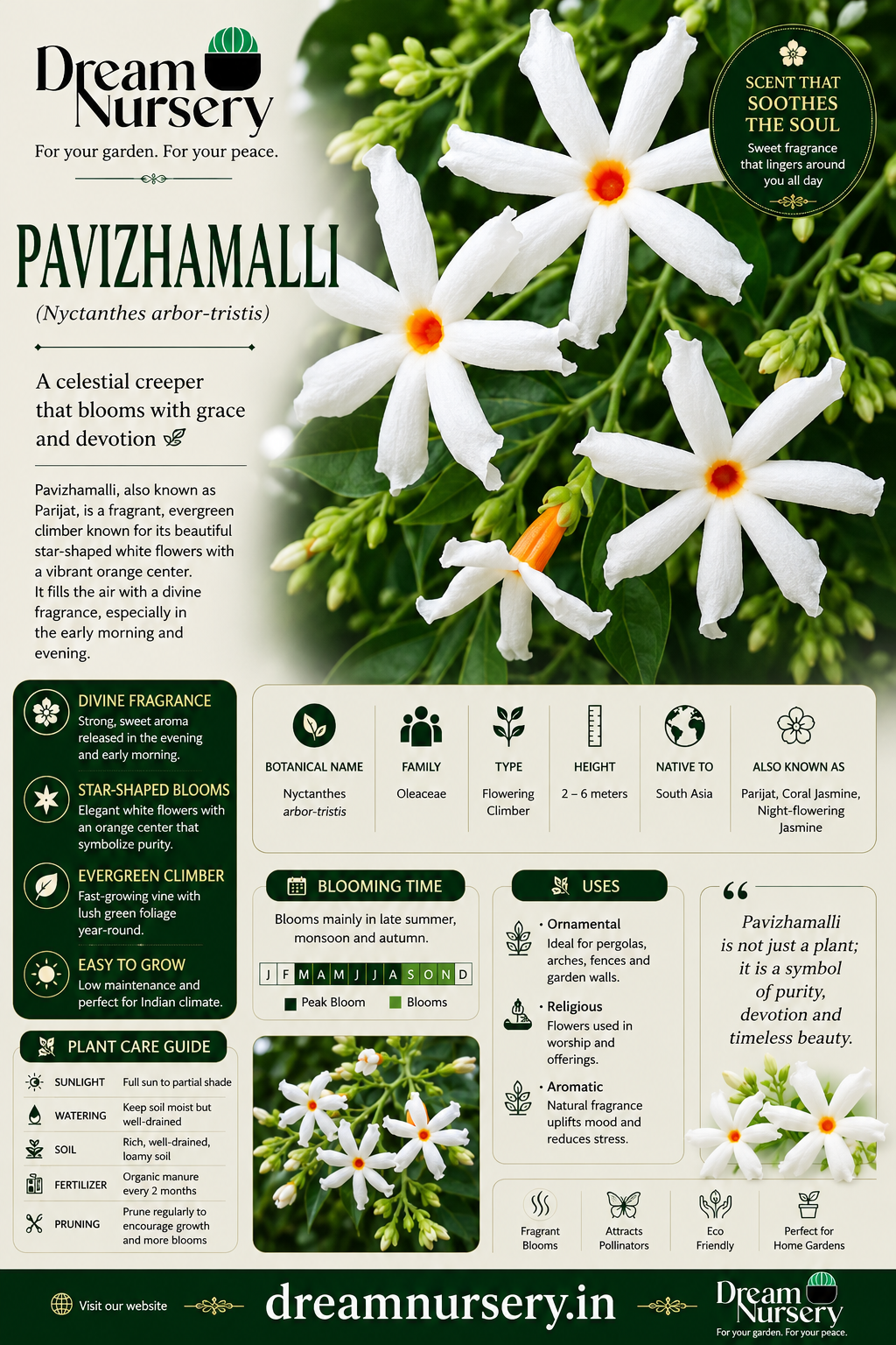Dream Nursery Combo Parijatham Pavazhamalli Crossandra three live pooja flowering plants Pondicherry.