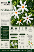 Dream Nursery Combo Parijatham Pavazhamalli Crossandra three live pooja flowering plants Pondicherry.