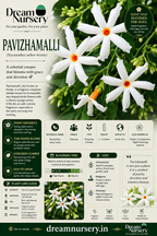 Dream Nursery Combo Parijatham Pavazhamalli Crossandra three live pooja flowering plants Pondicherry.