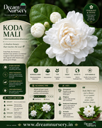Fragrance Combo flowering plant – Jathi Mali, Koda Mali and Parijatham