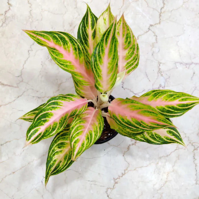 Aglaonema Peach Panama — plant in 12 cm pot