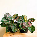 Aglaonema Dalmatian — Spotted Beauty for Your Indoor Jungle