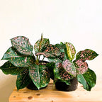 Aglaonema Dalmatian spotted leaves – product photo