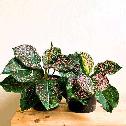 Aglaonema Dalmatian — Spotted Beauty for Your Indoor Jungle.