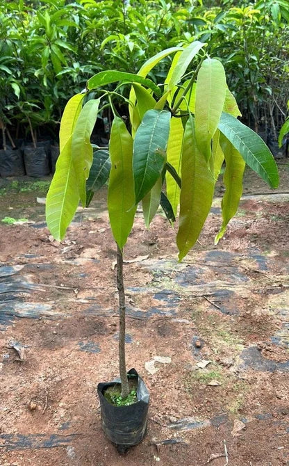 Alphonso Mango Fruit Plant –  Grafted Live Mango Tree(3-4feet)fruiting stage.