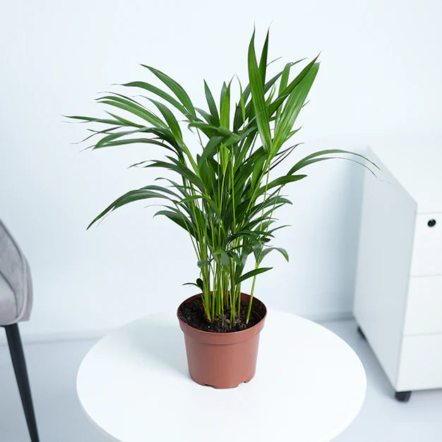 Golden Areca Palm — grow pot detail