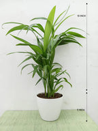 Areca palm with feathery green fronds
