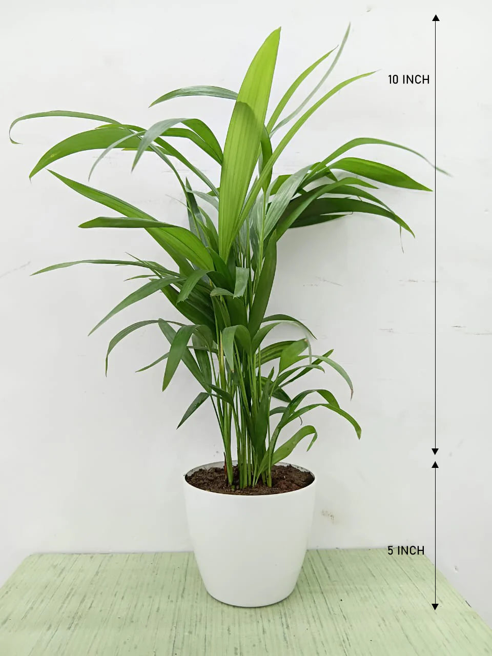 Golden Areca Palm — mature specimen