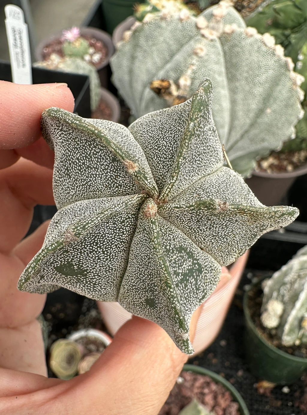 Astrophytum Myriostigma – Rare Bishop's Cap Cactus (3 Inch).