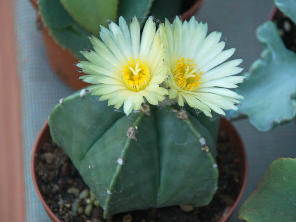 Astrophytum Nudum – Rare Naked Bishop's Cap Cactus (3 Inch).