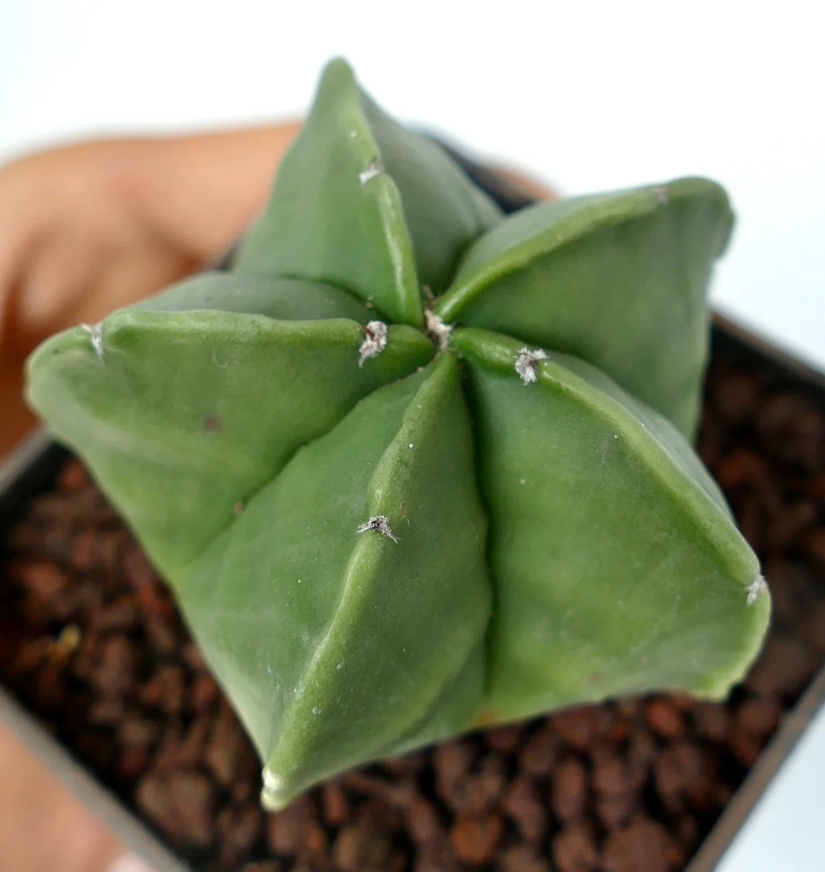 Astrophytum Nudum – Rare Naked Bishop's Cap Cactus (3 Inch).