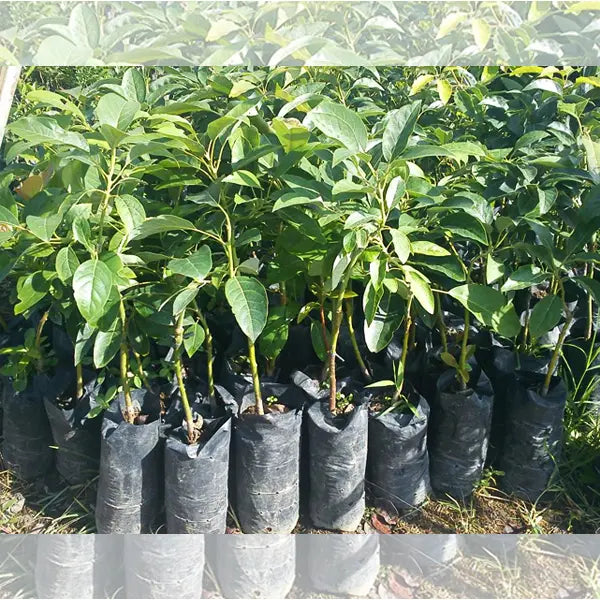 Avocado/ Butter Fruit Grafted Healthy Fruit Plant