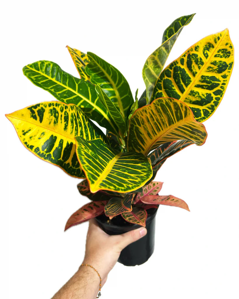 Croton Petra – Live Colourful Foliage Plant