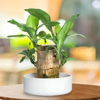 Lucky Brazilian Wood plant with green leaves on cane stems