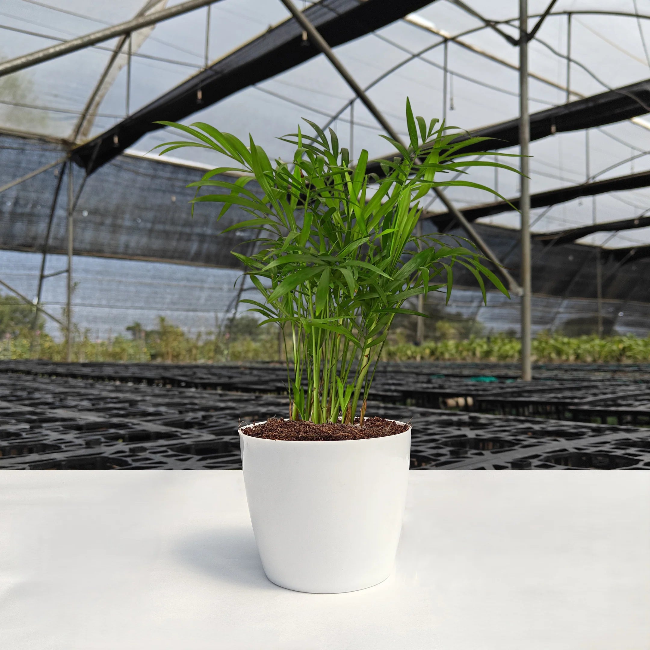 Bamboo Palm — styled in a round pot