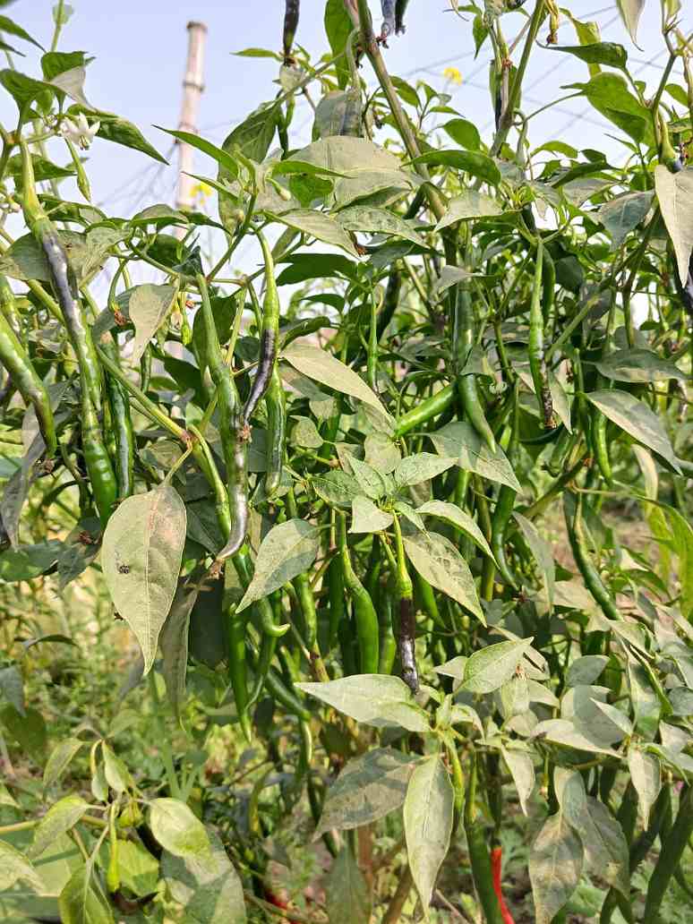 Green Chilli Home/kitchen garden vegetable Seeds