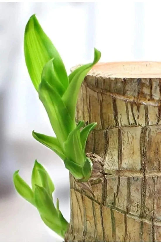 Lucky Brazilian Wood Plant – Lucky Wood Good Luck Live Plant
