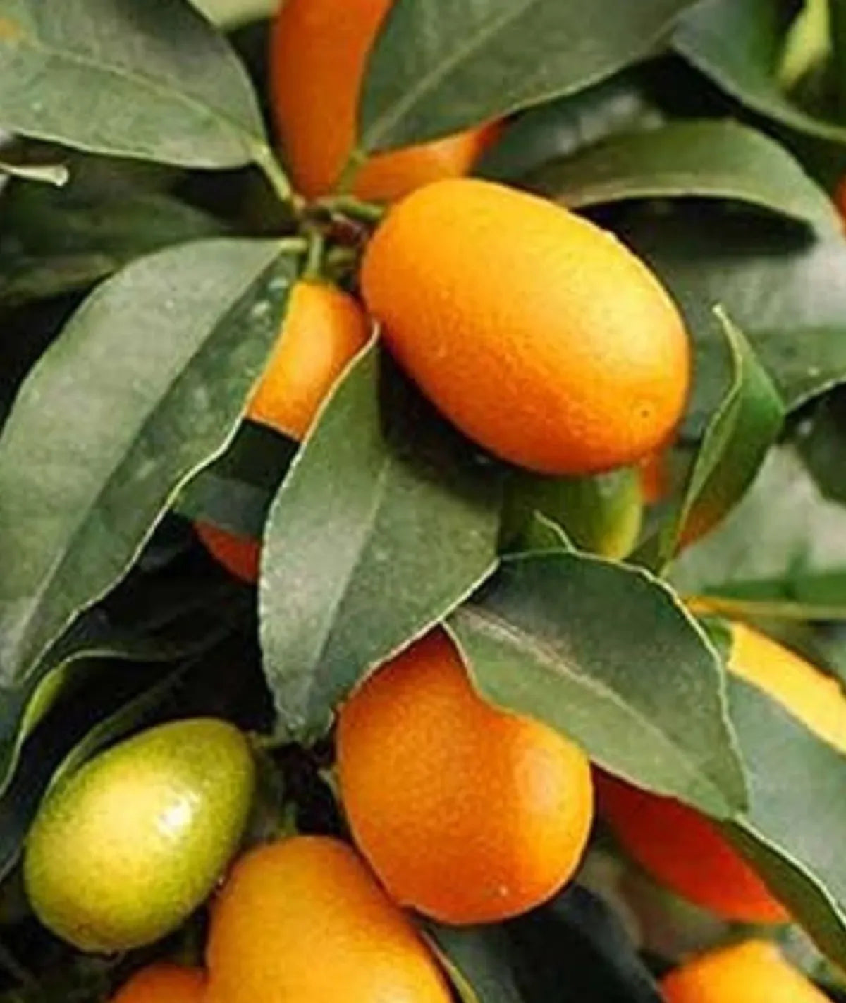 Sweet Lemon / Kumquat Lemon  Live Fruit Plant