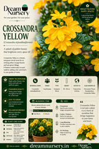 Parijatham, Pavazhamalli and Crossandra flowering plant combo from Dream Nursery