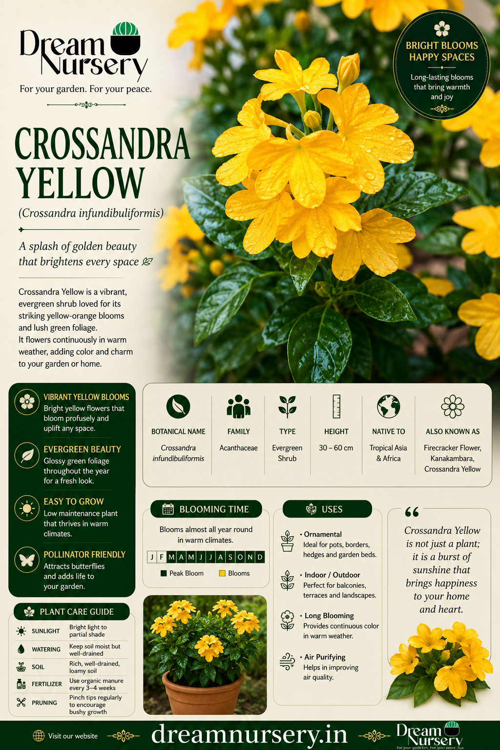Dream Nursery Combo - Parijatham + Pavazhamalli + Crossandra plants